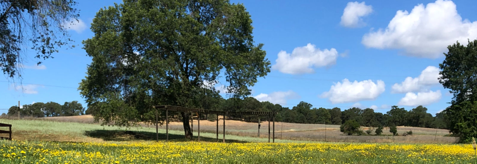 Roseville Divorce Attorney: This is a photo of a tree in a field of yellow flowers.